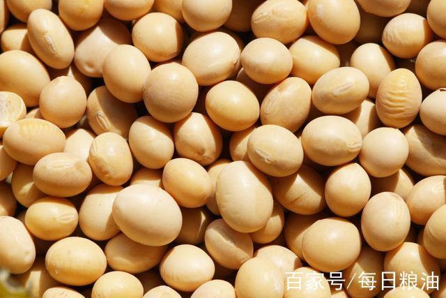 东北豆价上涨与油厂抢购美豆 一涨一购间的粮油市场博弈